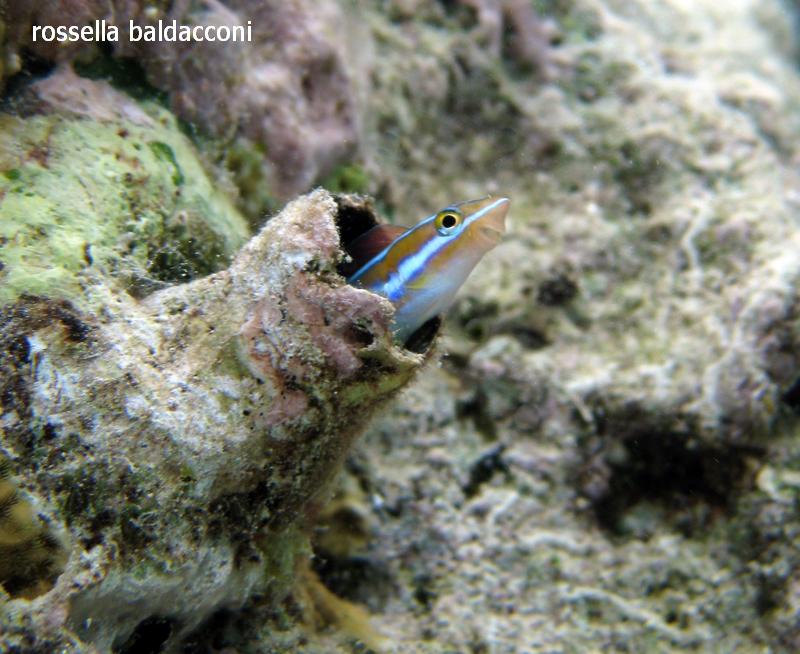 Maldive (atolli di Male Nord e Male Sud)